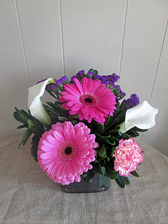 Compact Calla Compact Calla