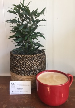 Plant in Pot